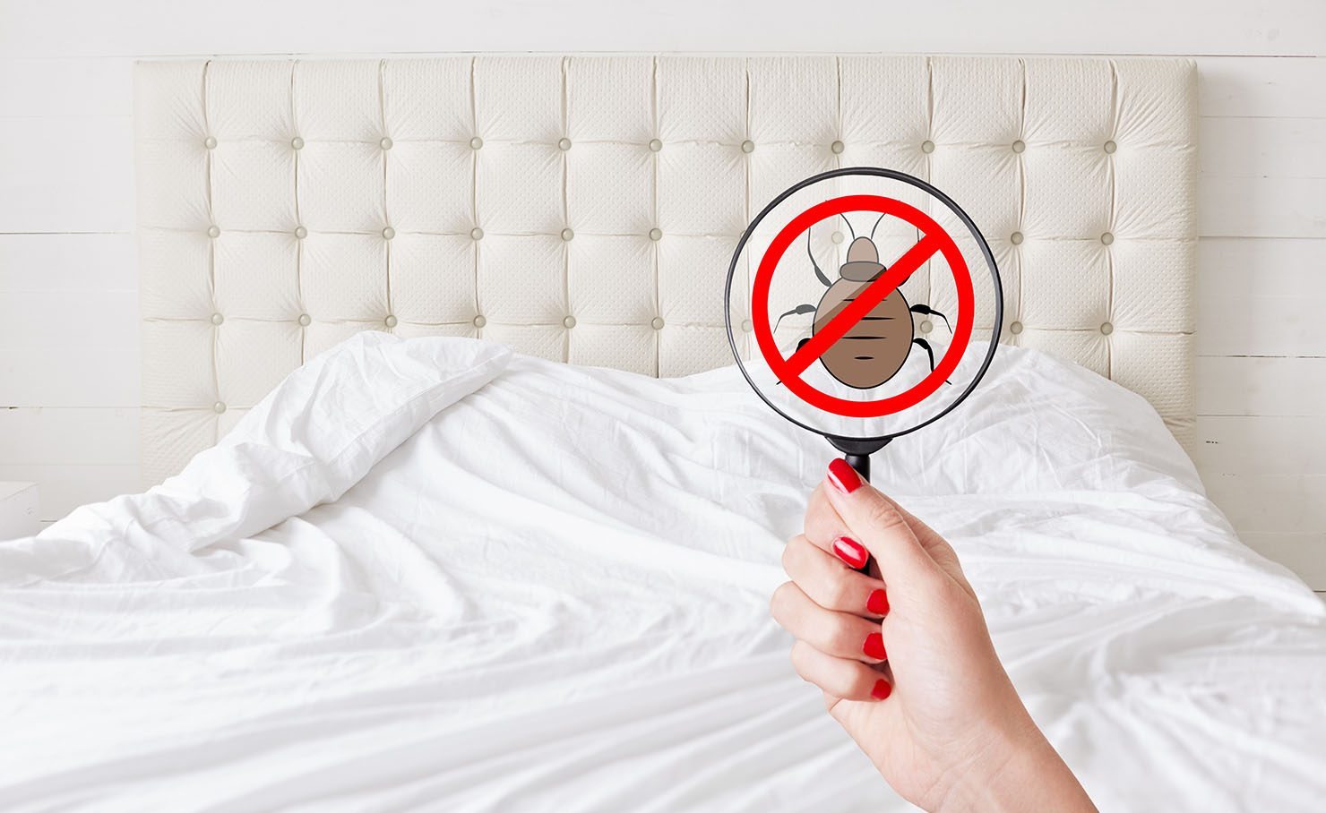 CS3D – Comment se débarrasser des punaises de lit ?